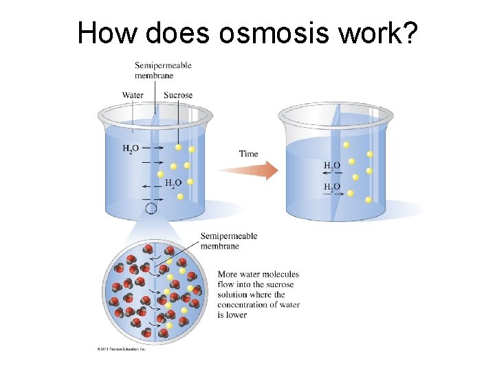 How does osmosis work? 