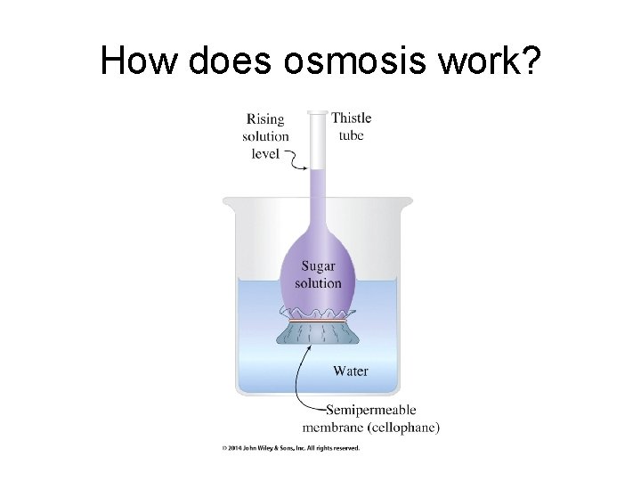 How does osmosis work? 