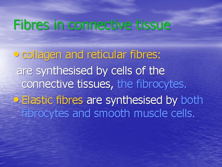 Fibres in connective tissue • collagen and reticular fibres: are synthesised by cells of
