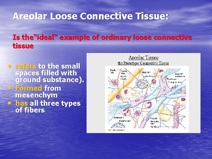 Areolar Loose Connective Tissue: Is the“ideal“ example of ordinary loose connective tissue • refers