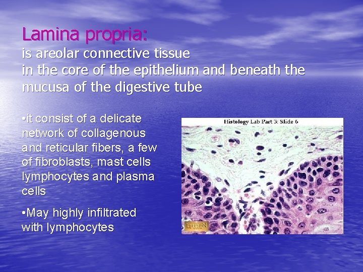 Lamina propria: is areolar connective tissue in the core of the epithelium and beneath
