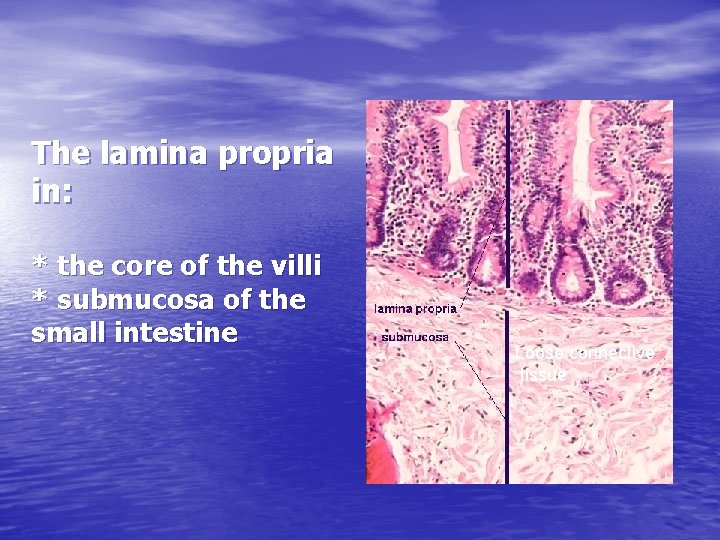 The lamina propria in: * the core of the villi * submucosa of the