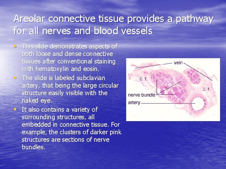 Areolar connective tissue provides a pathway for all nerves and blood vessels • This