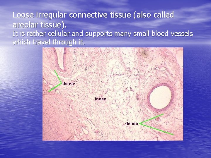 Loose irregular connective tissue (also called areolar tissue). It is rather cellular and supports