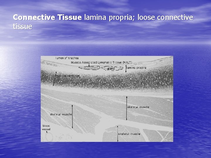 Connective Tissue lamina propria; loose connective tissue 