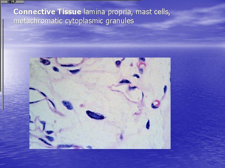 Connective Tissue lamina propria, mast cells, metachromatic cytoplasmic granules 