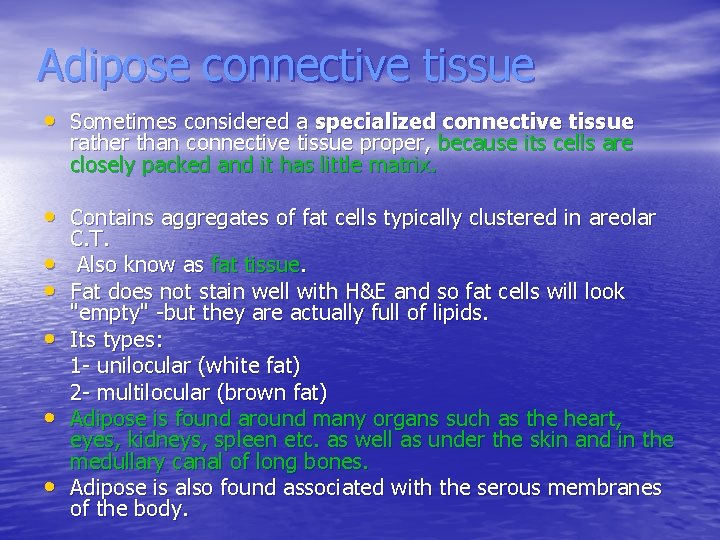 Adipose connective tissue • Sometimes considered a specialized connective tissue rather than connective tissue