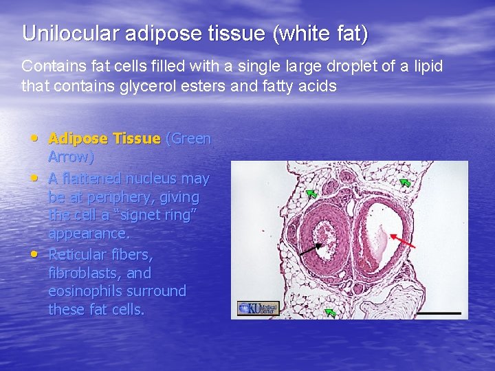 Unilocular adipose tissue (white fat) Contains fat cells filled with a single large droplet