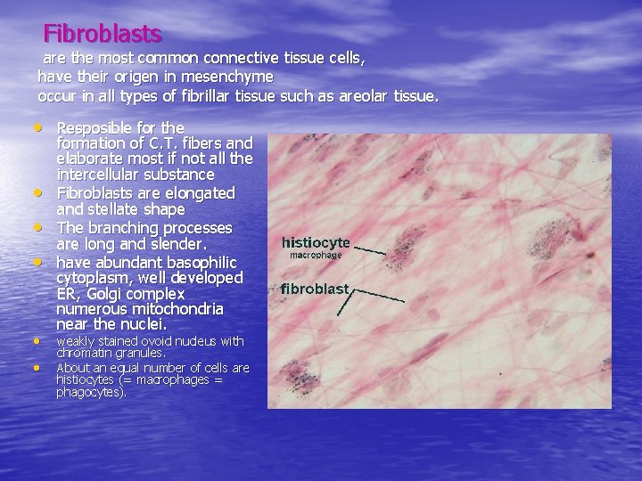 Fibroblasts are the most common connective tissue cells, have their origen in mesenchyme occur