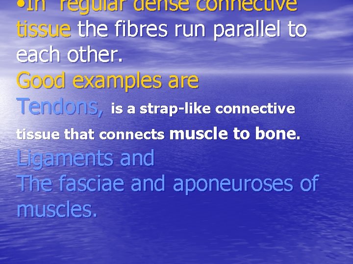  • In regular dense connective tissue the fibres run parallel to each other.