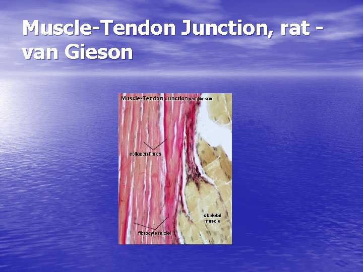 Muscle-Tendon Junction, rat van Gieson 