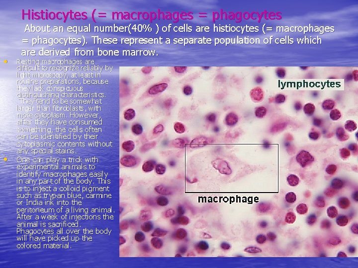 Histiocytes (= macrophages = phagocytes • • About an equal number(40% ) of cells