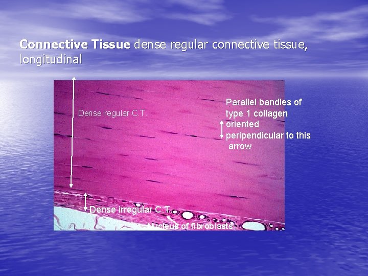 Connective Tissue dense regular connective tissue, longitudinal Dense regular C. T. Parallel bandles of