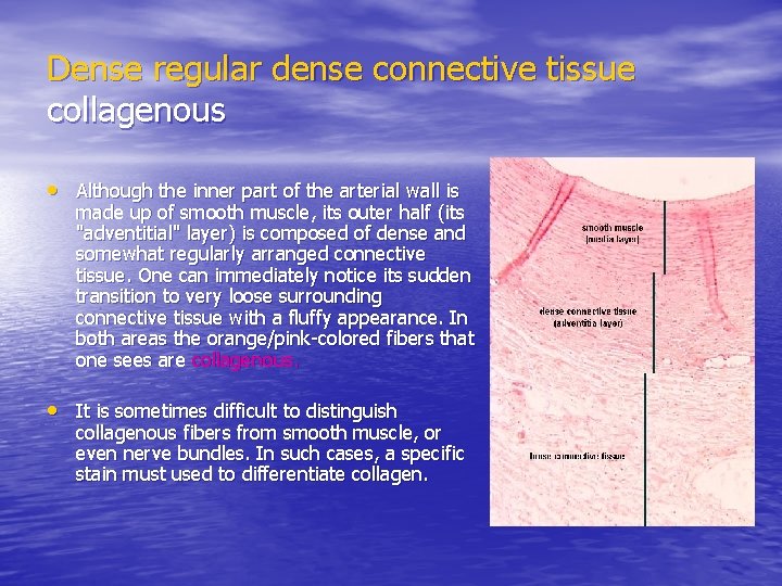 Dense regular dense connective tissue collagenous • Although the inner part of the arterial