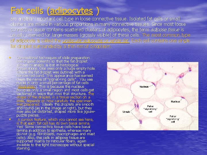 Fat cells (adipocytes ) are another important cell type in loose connective tissue. Isolated