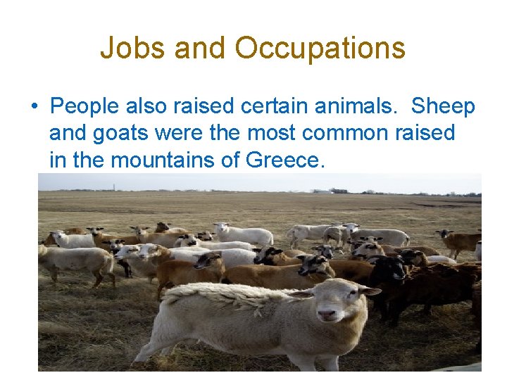 Jobs and Occupations • People also raised certain animals. Sheep and goats were the