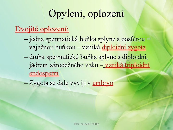 Opylení, oplození Dvojité oplození: – jedna spermatická buňka splyne s oosférou = vaječnou buňkou