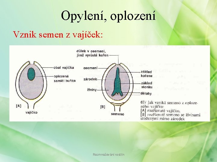 Opylení, oplození Vznik semen z vajíček: Rozmnožování rostlin 