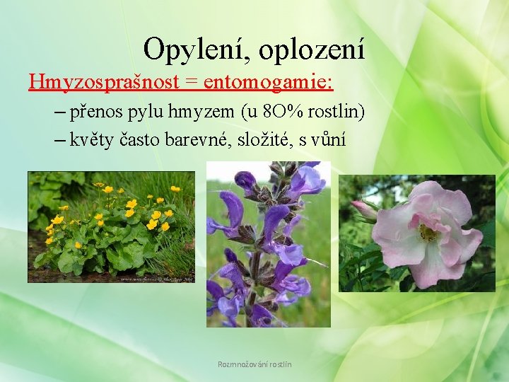 Opylení, oplození Hmyzosprašnost = entomogamie: – přenos pylu hmyzem (u 8 O% rostlin) –