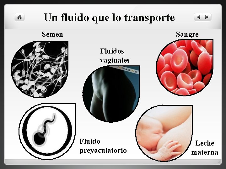Un fluido que lo transporte Semen Sangre Fluidos vaginales Fluido preyaculatorio Leche materna 