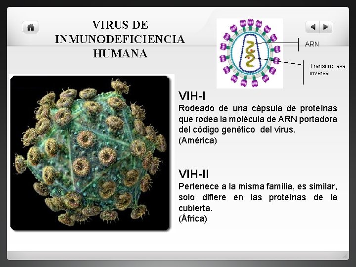 VIRUS DE INMUNODEFICIENCIA HUMANA ARN Transcriptasa inversa VIH-I Rodeado de una cápsula de proteínas
