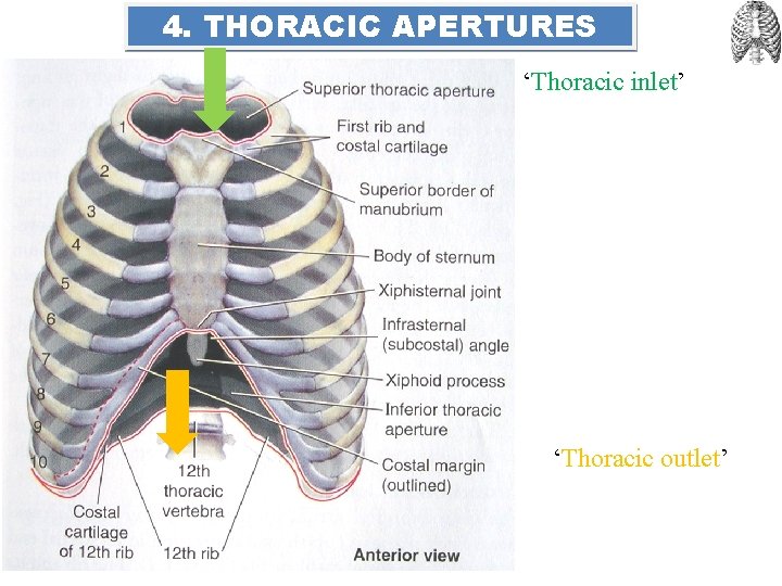 4. THORACIC APERTURES ‘Thoracic inlet’ ‘Thoracic outlet’ 