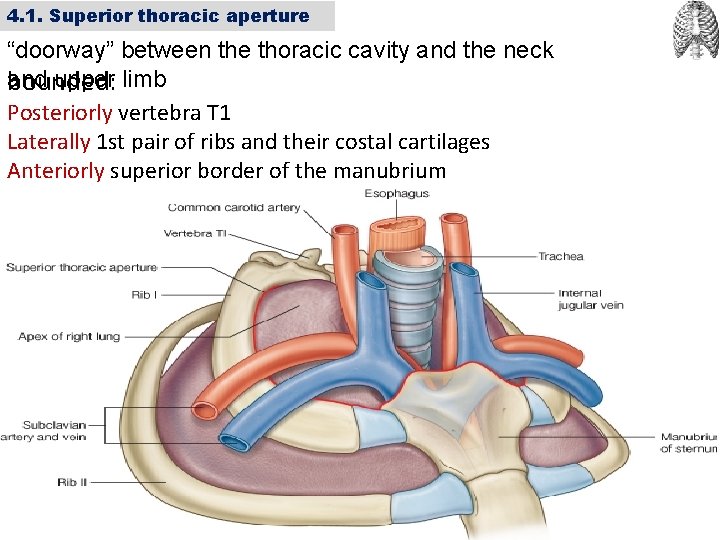 4. 1. Superior thoracic aperture “doorway” between the thoracic cavity and the neck and
