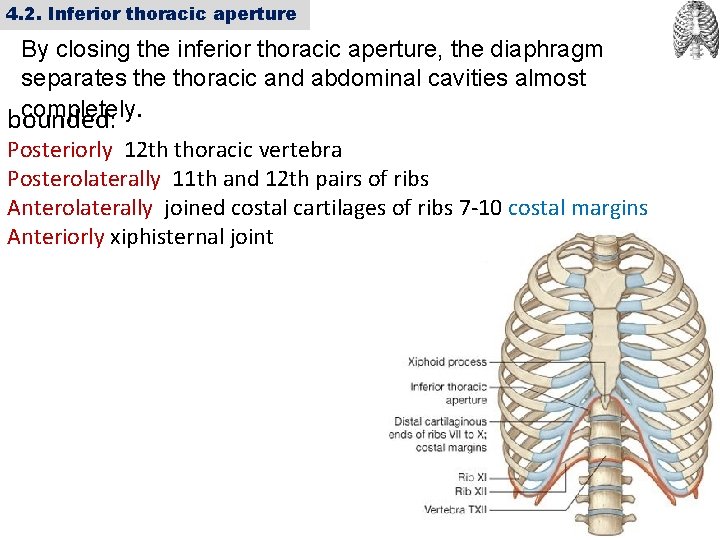 4. 2. Inferior thoracic aperture By closing the inferior thoracic aperture, the diaphragm separates