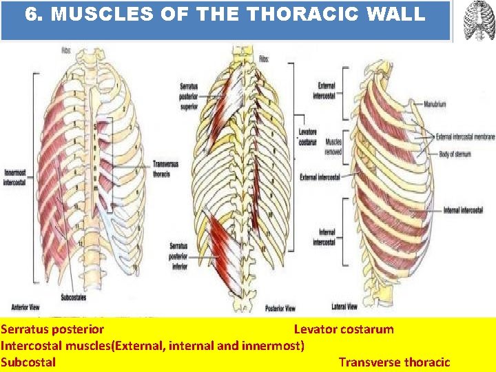 6. MUSCLES OF THE THORACIC WALL Serratus posterior Levator costarum Intercostal muscles(External, internal and