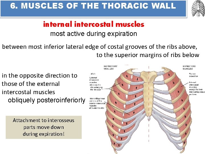 6. MUSCLES OF THE THORACIC WALL internal intercostal muscles most active during expiration between
