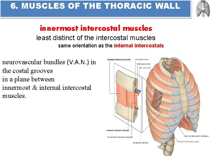 6. MUSCLES OF THE THORACIC WALL innermost intercostal muscles least distinct of the intercostal
