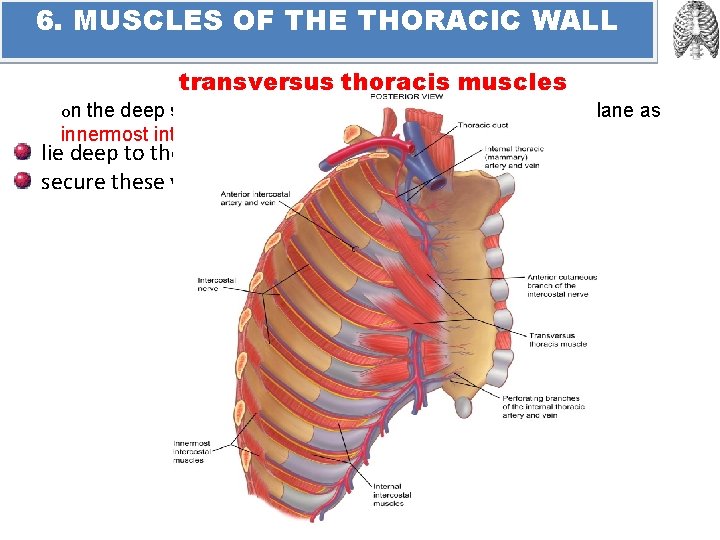 6. MUSCLES OF THE THORACIC WALL transversus thoracis muscles on the deep surface of