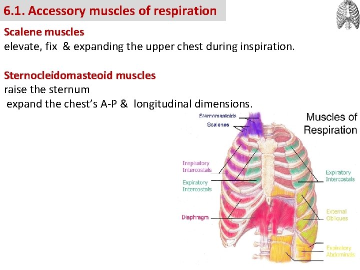 6. 1. Accessory muscles of respiration Scalene muscles elevate, fix & expanding the upper