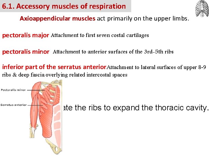 6. 1. Accessory muscles of respiration Axioappendicular muscles act primarily on the upper limbs.