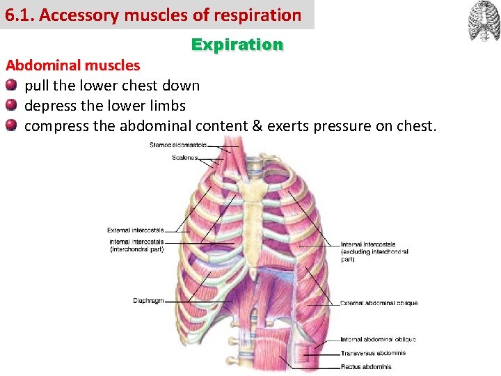 6. 1. Accessory muscles of respiration Expiration Abdominal muscles pull the lower chest down