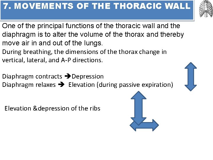7. MOVEMENTS OF THE THORACIC WALL One of the principal functions of the thoracic