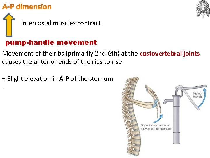 intercostal muscles contract pump-handle movement Movement of the ribs (primarily 2 nd-6 th) at