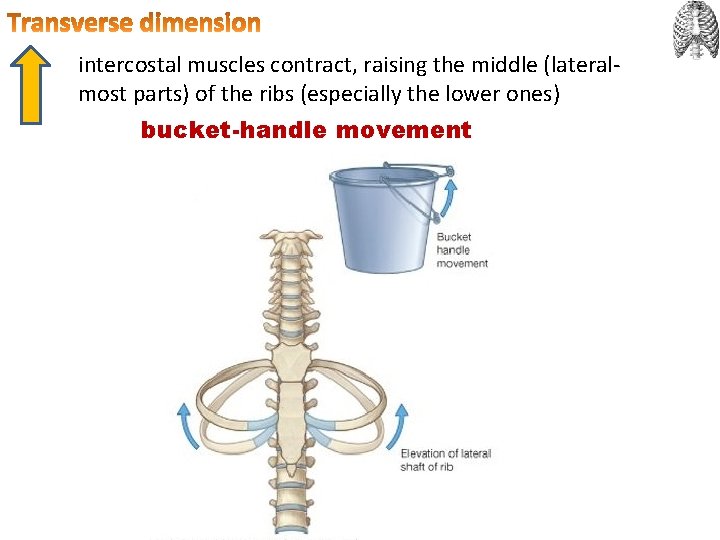 intercostal muscles contract, raising the middle (lateralmost parts) of the ribs (especially the lower