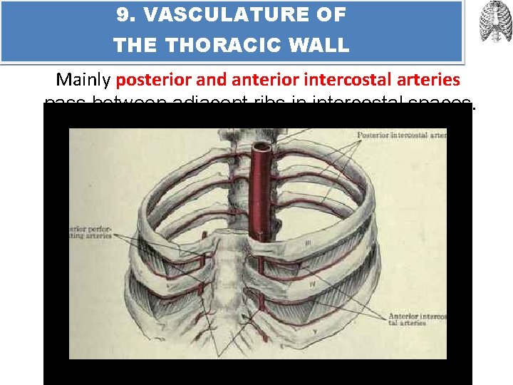 9. VASCULATURE OF THE THORACIC WALL Mainly posterior and anterior intercostal arteries pass between