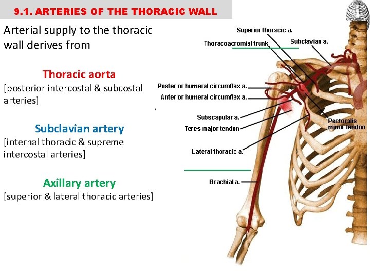 9. 1. ARTERIES OF THE THORACIC WALL Arterial supply to the thoracic wall derives