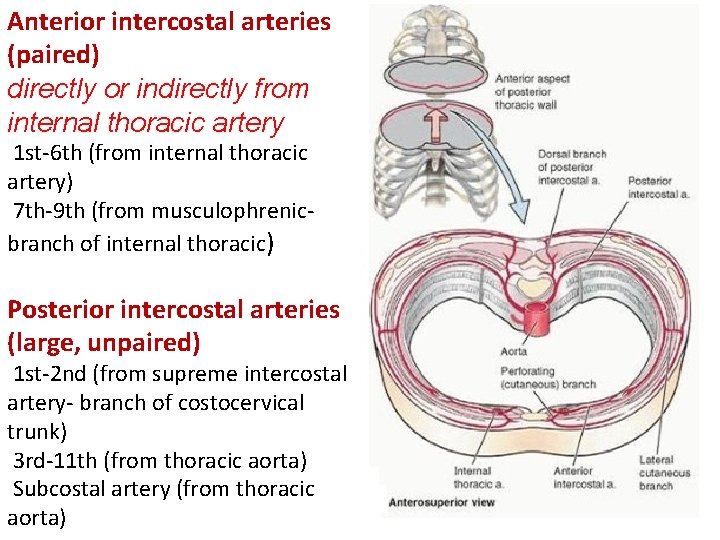 Anterior intercostal arteries (paired) directly or indirectly from internal thoracic artery 1 st-6 th