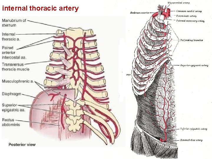 internal thoracic artery • Very first branch of the subclavian artery • Passes vertically
