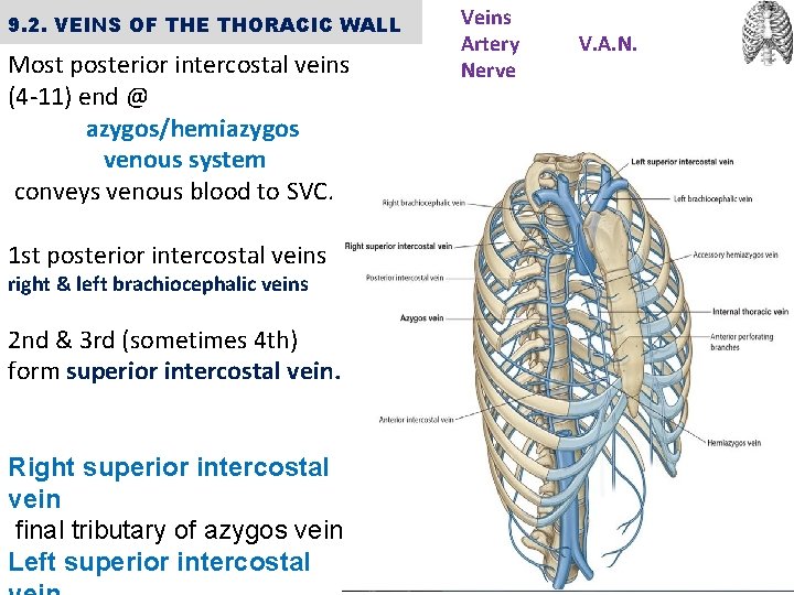 9. 2. VEINS OF THE THORACIC WALL Most posterior intercostal veins (4 -11) end