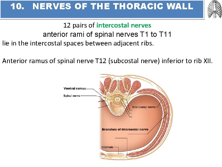 10. NERVES OF THE THORACIC WALL 12 pairs of intercostal nerves anterior rami of