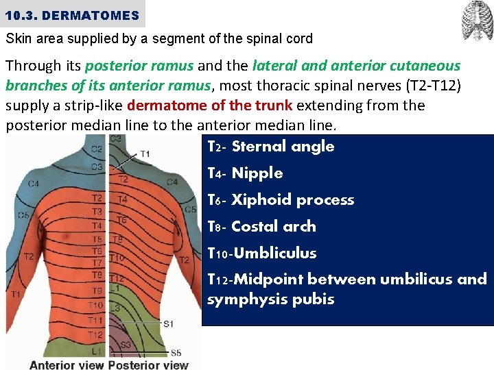 10. 3. DERMATOMES Skin area supplied by a segment of the spinal cord Through
