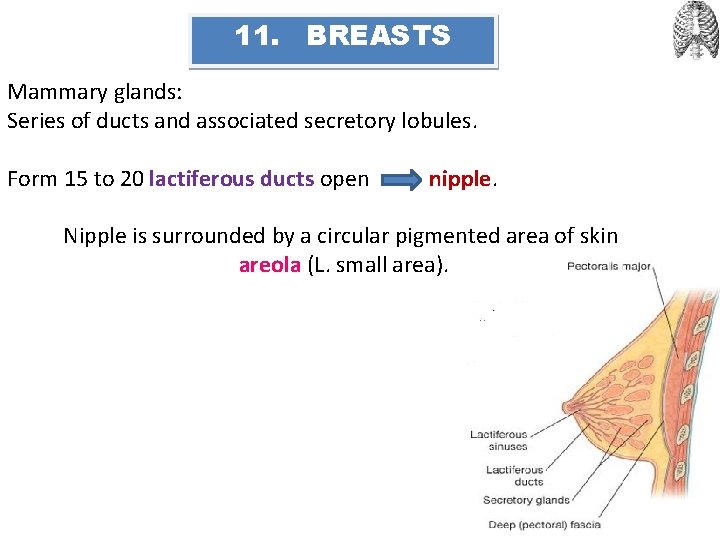 11. BREASTS Mammary glands: Series of ducts and associated secretory lobules. Form 15 to