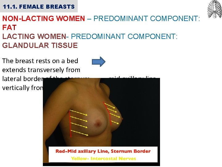 11. 1. FEMALE BREASTS NON-LACTING WOMEN – PREDOMINANT COMPONENT: FAT LACTING WOMEN- PREDOMINANT COMPONENT: