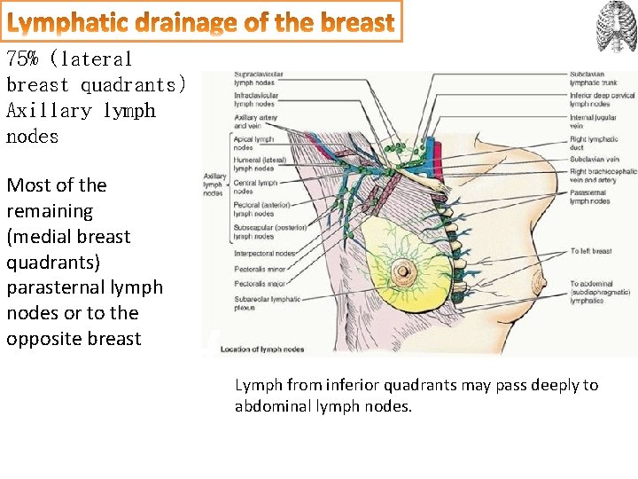 75% (lateral breast quadrants) Axillary lymph nodes Most of the remaining (medial breast quadrants)