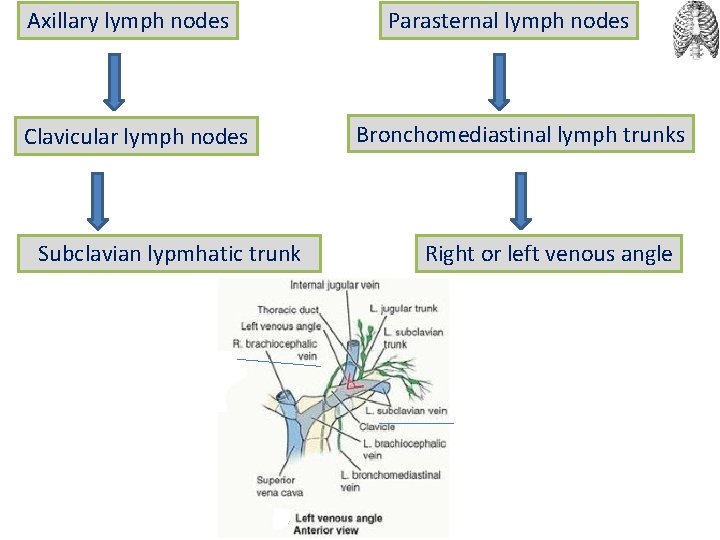 Axillary lymph nodes Clavicular lymph nodes Subclavian lypmhatic trunk Parasternal lymph nodes Bronchomediastinal lymph