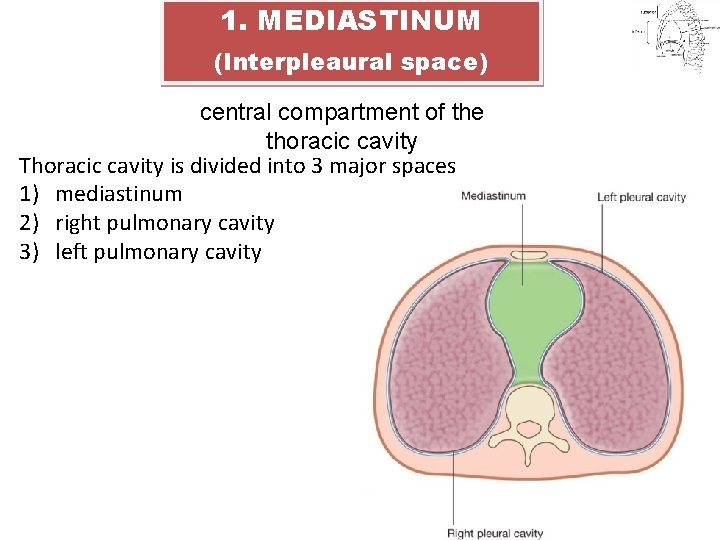 1. MEDIASTINUM (Interpleaural space) central compartment of the thoracic cavity Thoracic cavity is divided